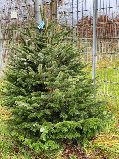 2021 11 29 weihnachtsbaum